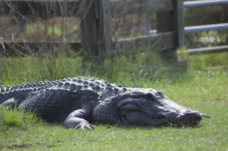 Alligator