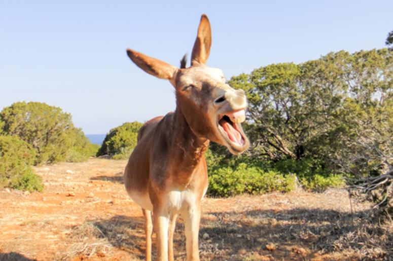 Donkey