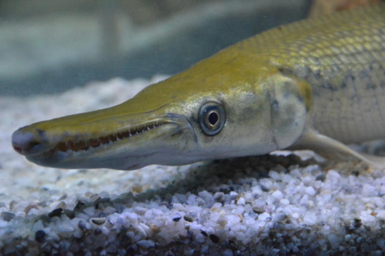 Alligator Gar