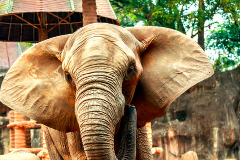elephant