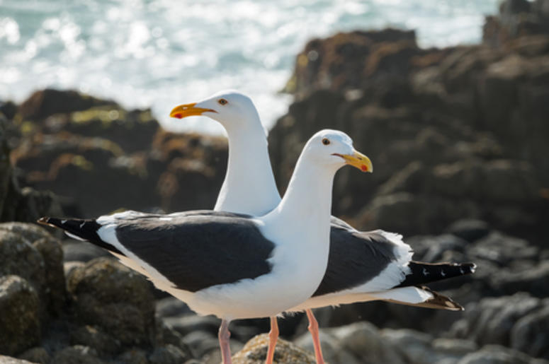 Seagulls