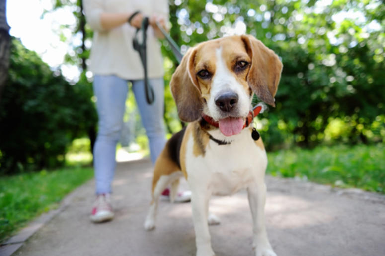 Beagle At The Park
