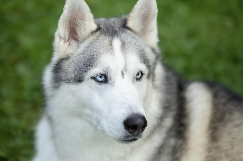 Siberian Husky, Dog, Face, Blue Eyes Siberian Husky, Dog, Face, Blue Eyes