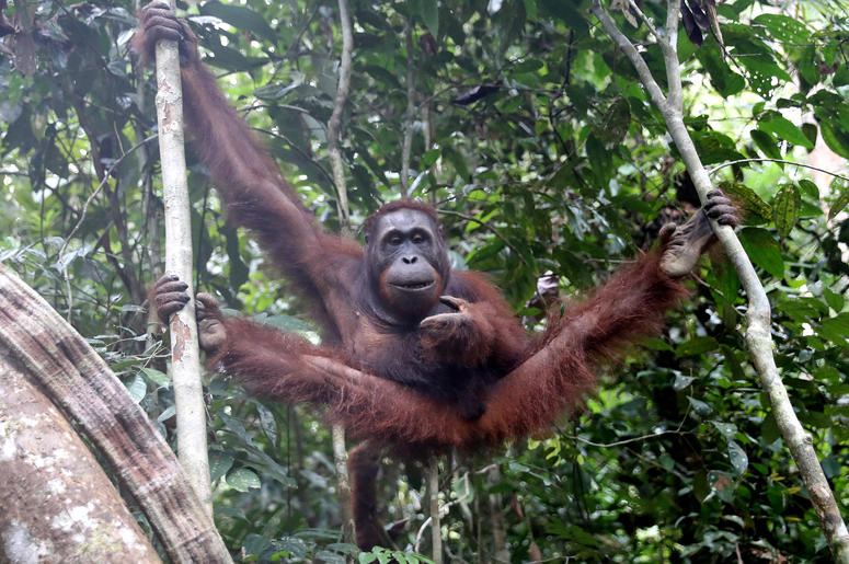 orangutan orangutan