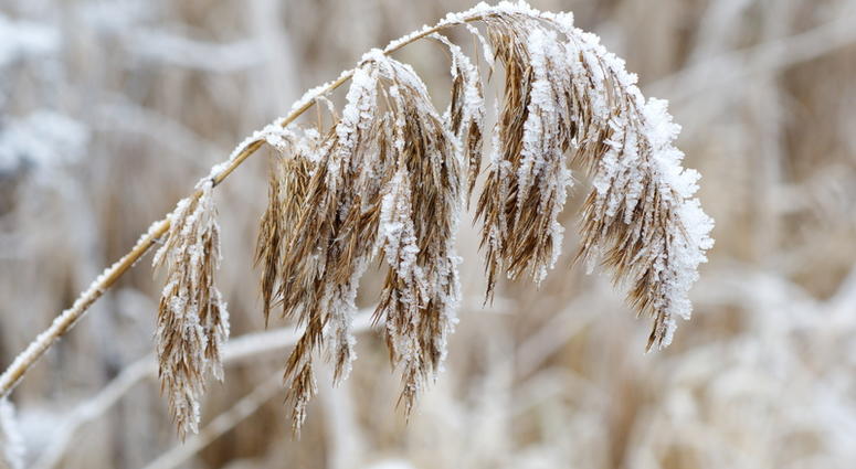 frost