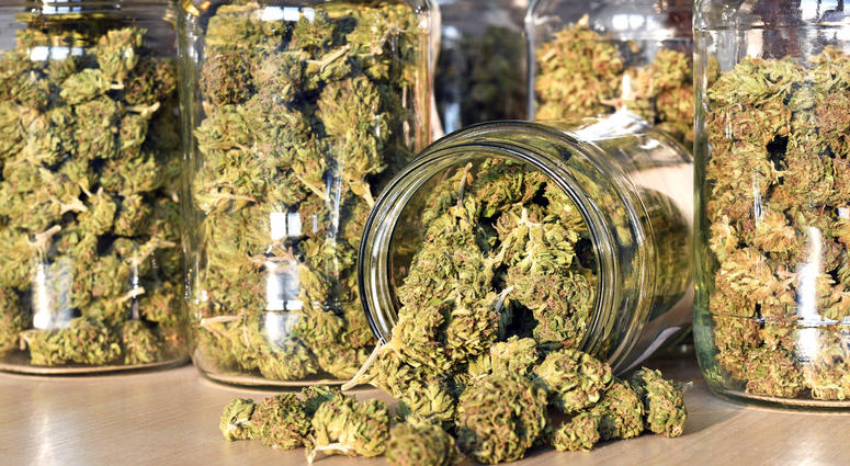 marijuana marijuana