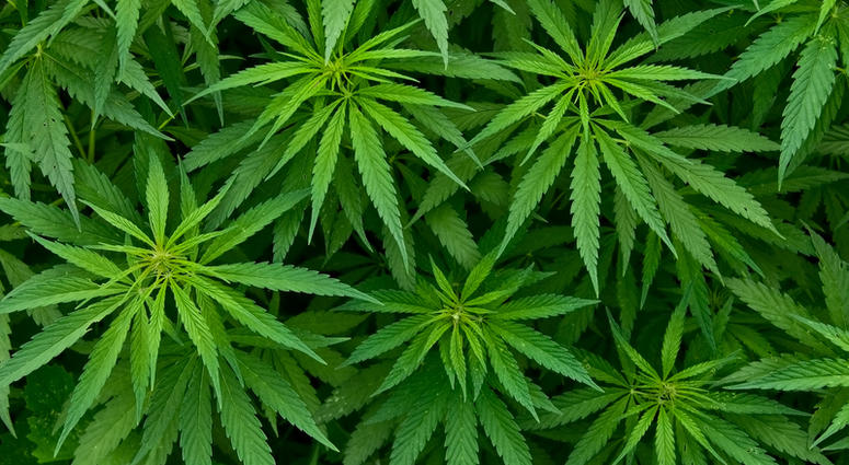 marijuana marijuana