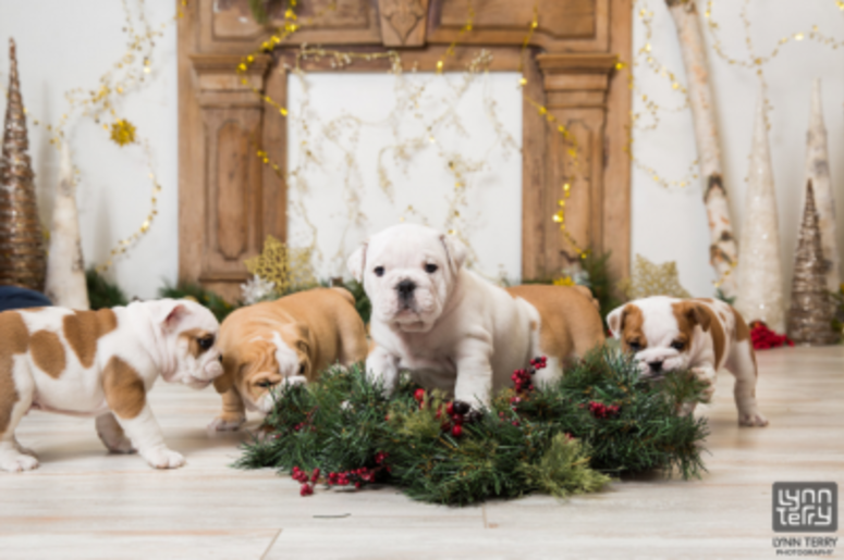 bulldogs photoshoot bulldogs photoshoot
