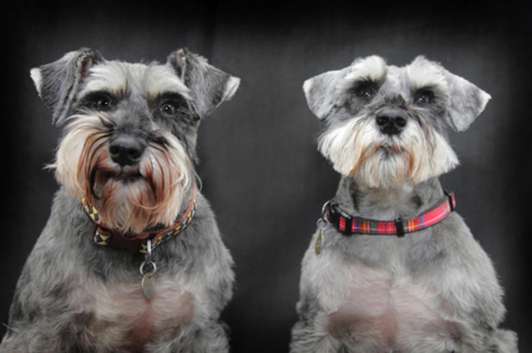 Two Dogs Two Dogs