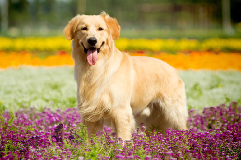 Dog Dog