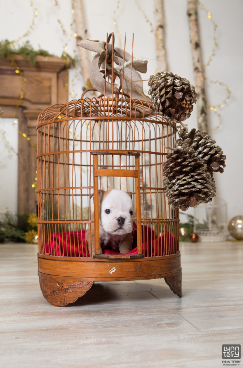 Bulldog Photoshoot Bulldog Photoshoot