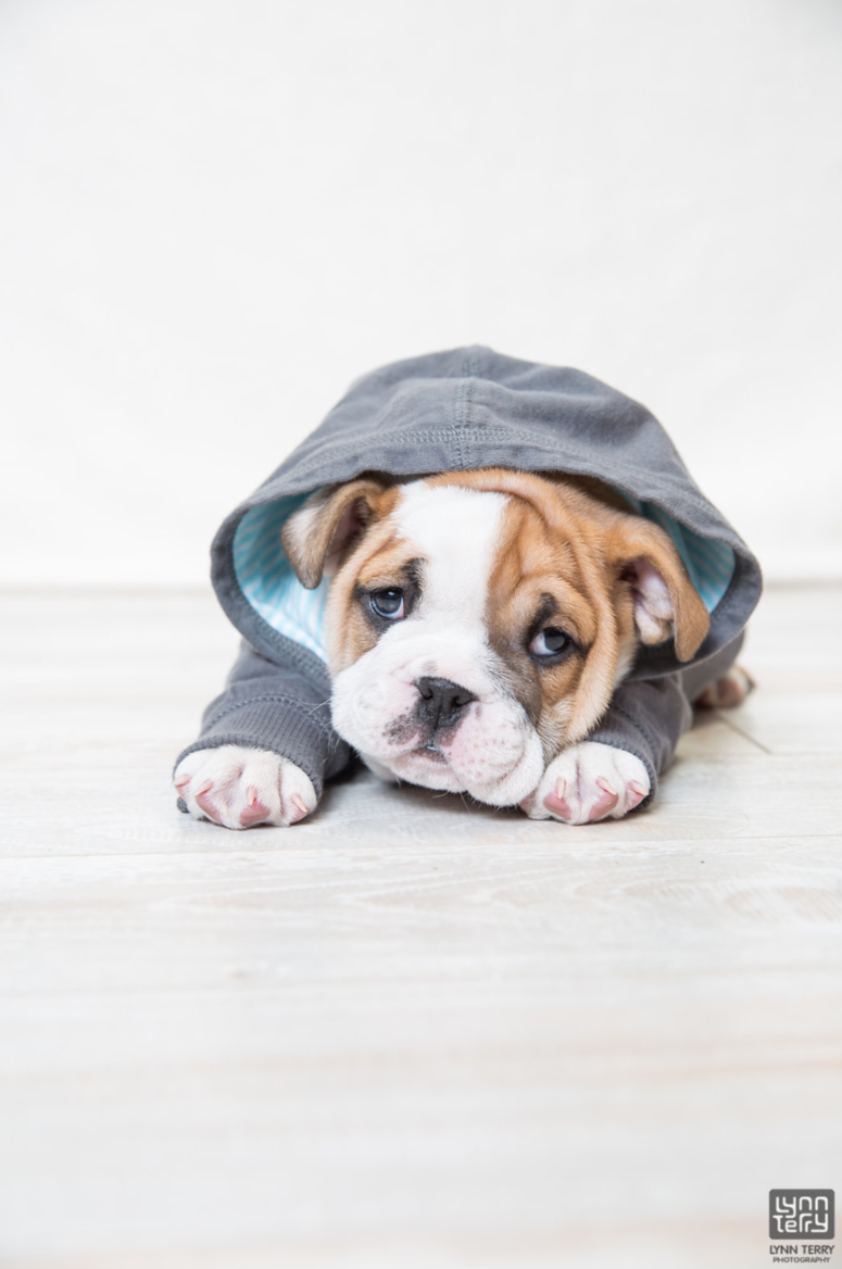 BulldogPhotoshoot BulldogPhotoshoot
