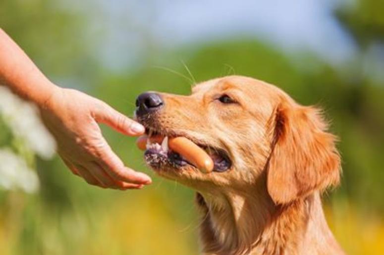 Dog Dog
