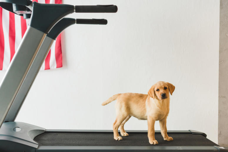 Dog on Treadmill Dog on Treadmill