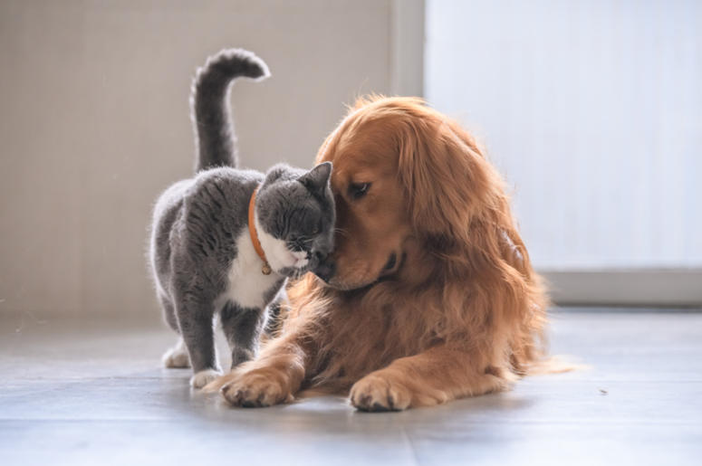 Dog and Cat Dog and Cat