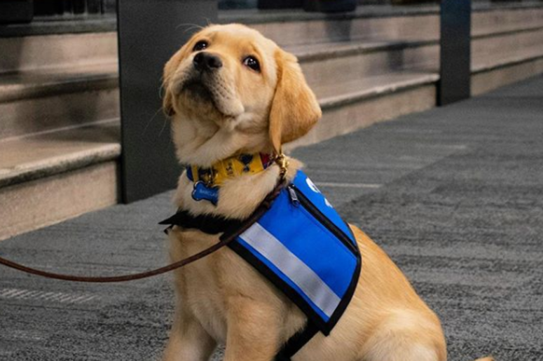 Barclay St. Louis Blues Pup Barclay St. Louis Blues Pup