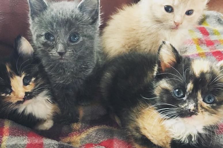 Cats Cats