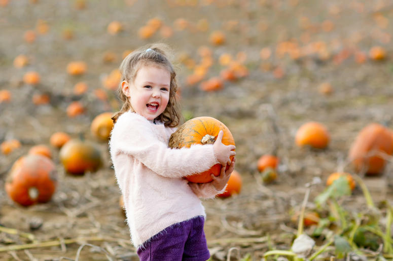 pumpkin patch pumpkin patch