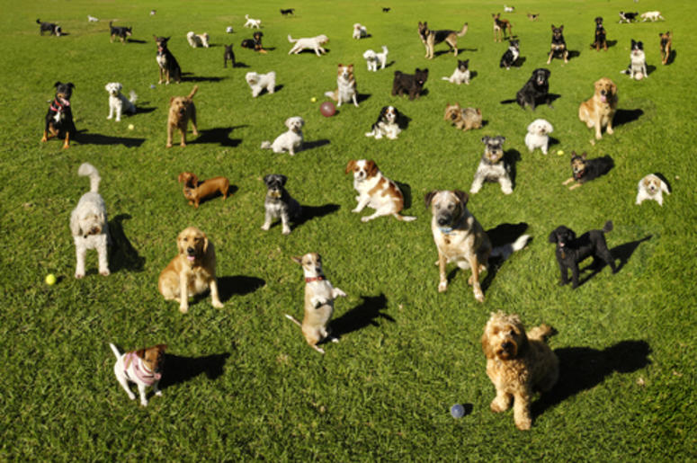 Dogs Dogs