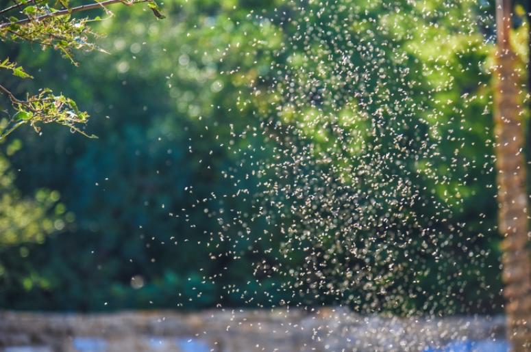 A swarm of mosquitos