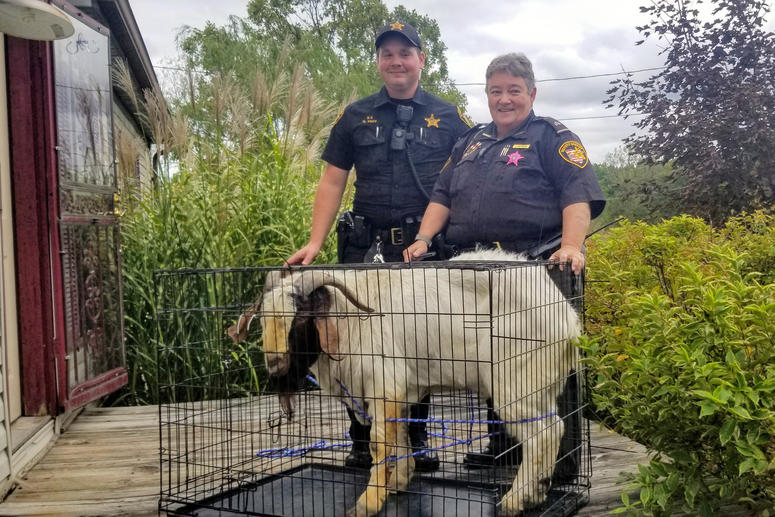Ashland County sheriff's deputies pose with a goat the removed from a home in Sullivan Township, Ohio. Ashland County sheriff's deputies pose with a goat the removed from a home in Sullivan Township, Ohio.