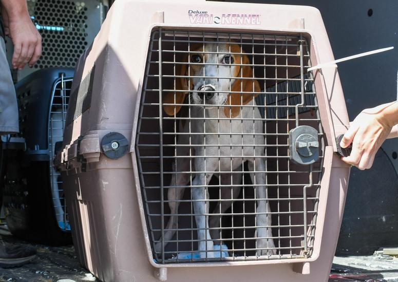 The Brandywine Valley SPCA is taking in roughly 350 homeless dogs and cats from the Carolinas ahead of Hurricane Dorian. Displaced dog flees Hurricane Dorian-affected areas