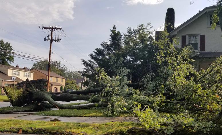 Massive tree down in Ridley Park, Delaware County Massive tree down in Ridley Park, Delaware County