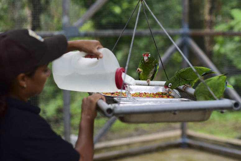 Biological science technician Iris Rodriguez feeds a trio of Puerto Rican parrots inside a flight cage in the Iguaca Aviary at El Yunque, Puerto Rico. Biological science technician Iris Rodriguez feeds a trio of Puerto Rican parrots inside a flight cage in the Iguaca Aviary at El Yunque, Puerto Rico.