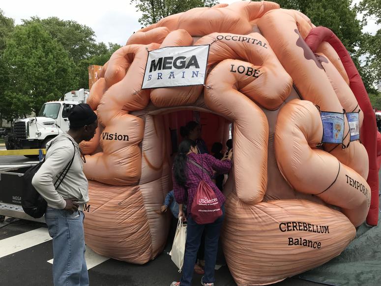The Franklin Institute's Science Carnival included a giant inflatable brain you could walk through. Science Carnival