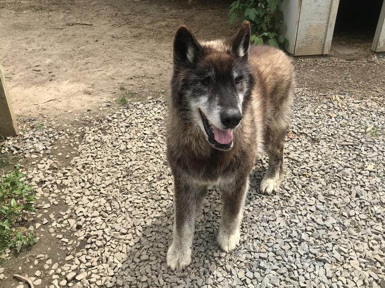 Wolf dogs from the Howling Woods Farm sanctuary in Jackson, New Jersey. Wolf dogs from the Howling Woods Farm sanctuary in Jackson, New Jersey.