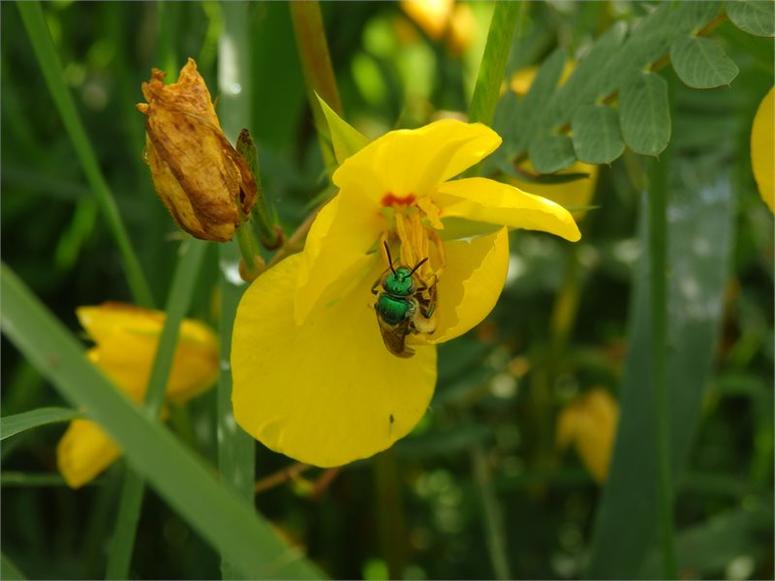 Green sweat bee on partrdige pea Chamaecrista fasciculata. It's National Pollinator Week, a time to focus on the creatures that do some heavy lifting - helping plants reproduce. They're in trouble and need our help.