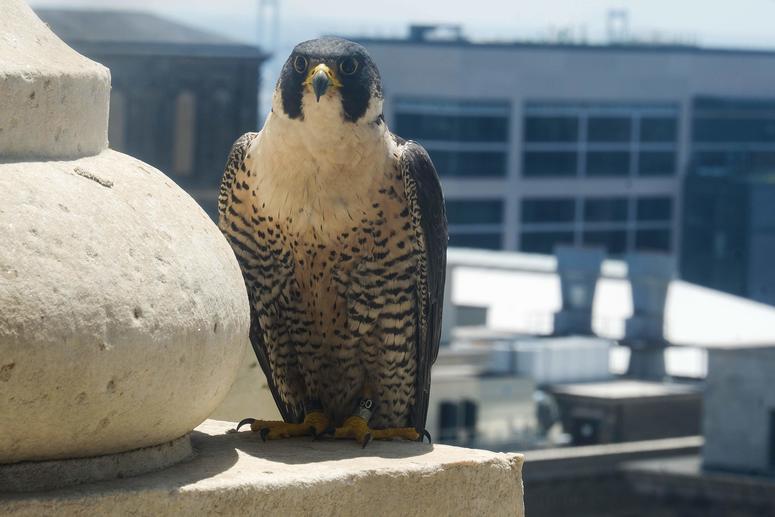 Building superintendent Joe Brasky watches the new little family from behind a closed window to guard against the protective mom's long, curling talons. A band on her ankle shows she hatched in Tuckahoe, New Jersey, but she has nested here for eight years City Hall Falcons