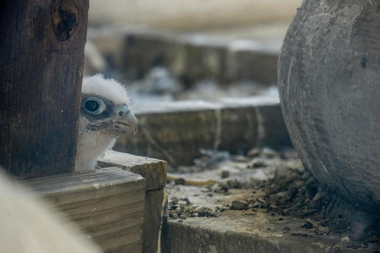 Building superintendent Joe Brasky watches the new little family from behind a closed window to guard against the protective mom's long, curling talons. A band on her ankle shows she hatched in Tuckahoe, New Jersey, but she has nested here for eight years City Hall Falcons
