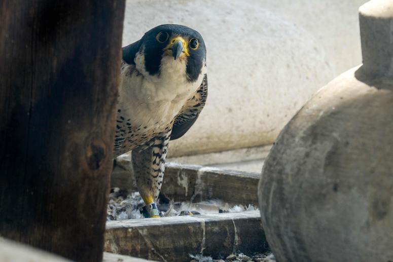 For the eighth year now, a couple of peregrine falcons have hatched a nest of babies on the 16th floor of Philadelphia City Hall. City Hall Falcons