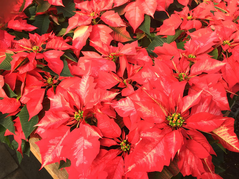 One of the many hybrid varieties of poinsettias grown at Glick's Greenhouse in Oley, Berks County One of the many hybrid varieties of poinsettias grown at Glick's Greenhouse in Oley, Berks County