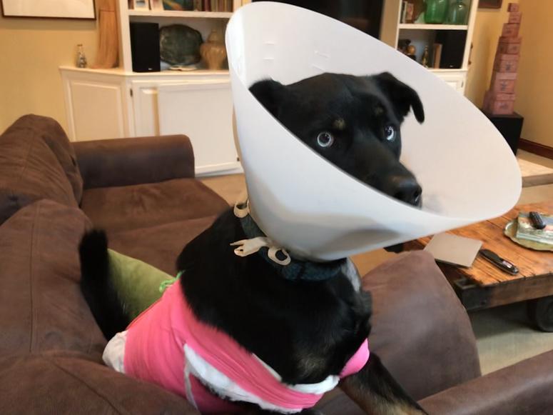 Atlas, a husky-Rottweiler mix, survived being shot early Sunday morning, but authorities are investigating who would do such a thing. Atlas, a husky-Rottweiler mix, survived being shot early Sunday morning, but authorities are investigating who would do such a thing.