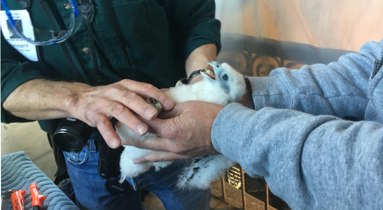 Pennsylvania Game Commission falcon expert Arthur McMorris makes his annual trip to Philadelphia City Hall to check on the family of falcons that have been living on a ledge of the 15th floor for eight years. Pennsylvania Game Commission falcons