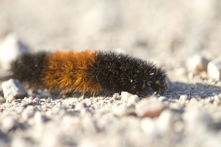 wooly bear caterpillar wooly bear caterpillar