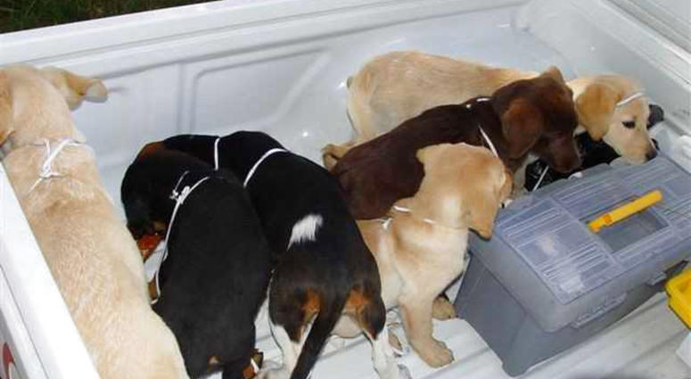 This 2005 photo provided by U.S. Drug Enforcement Administration officials shows puppies rescued from a farm in Colombia destined for use by a U.S. veterinarian working for a Colombian drug trafficking ring. This 2005 photo provided by U.S. Drug Enforcement Administration officials shows puppies rescued from a farm in Colombia destined for use by a U.S. veterinarian working for a Colombian drug trafficking ring.