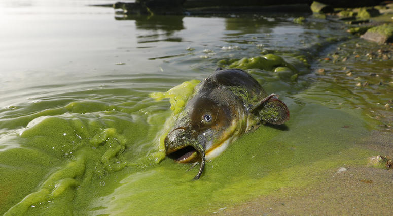 - In this Sept. 20, 2017 file photo, a catfish appears on the shoreline in the algae-filled waters of North Toledo, Ohio. Toxic Algae