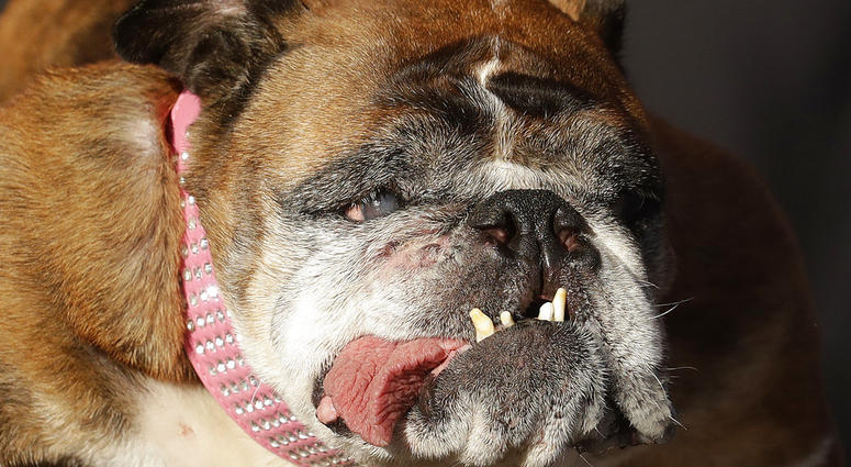 Zsa Zsa, an English Bulldog owned by Megan Brainard, stands onstage after being announced the winner of the World's Ugliest Dog Contest at the Sonoma-Marin Fair. Zsa Zsa, an English Bulldog owned by Megan Brainard, stands onstage after being announced the winner of the World's Ugliest Dog Contest at the Sonoma-Marin Fair.