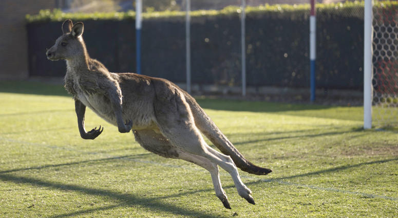 A kangaroo interrupts the Women's Premier League between Belconnen United and Canberra FC match in Canberra for over 30 minutes. A kangaroo interrupts the Women's Premier League between Belconnen United and Canberra FC match in Canberra for over 30 minutes.