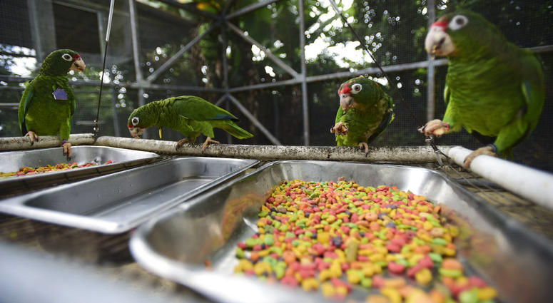 Puerto Rican parrots eat inside one of the flight cages at the Iguaca Aviary in El Yunque, Puerto Rico. Puerto Rican parrots eat inside one of the flight cages at the Iguaca Aviary in El Yunque, Puerto Rico.
