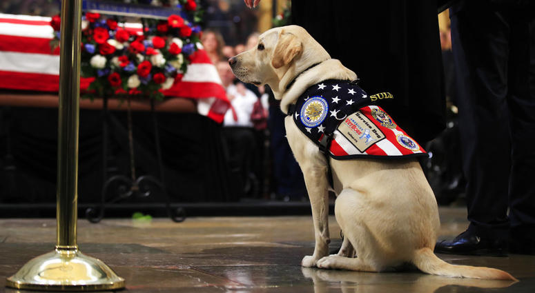 Sully, former President George H.W. Bush's service dog, pays his respect to President Bush as he lie in state at the U.S. Capitol in Washington, Tuesday, Dec. 4, 2018. Sully, former President George H.W. Bush's service dog, pays his respect to President Bush as he lie in state at the U.S. Capitol in Washington, Tuesday, Dec. 4, 2018.