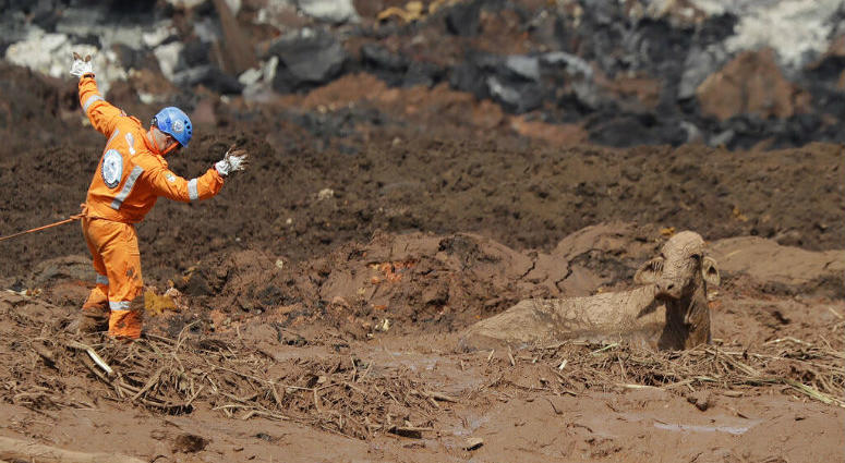 A rescue worker tries to reach a cow that is stuck in a field of mud, two days after a dam collapse in Brumadinho, Brazil, Sunday, Jan. 27, 2019. A rescue worker tries to reach a cow that is stuck in a field of mud, two days after a dam collapse in Brumadinho, Brazil, Sunday, Jan. 27, 2019.