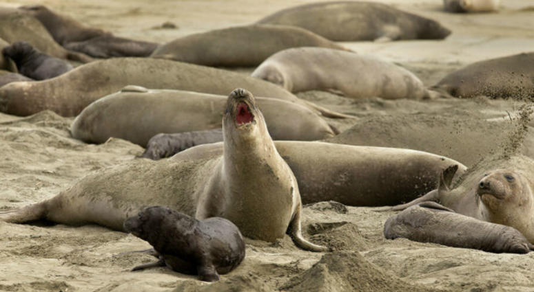 In this photo taken Monday, Jan. 28, 2019, without tourists and park rangers to discourage them during the government shutdown, elephant seals have expanded their pupping grounds in Point Reyes National Seashore, Calif. In this photo taken Monday, Jan. 28, 2019, without tourists and park rangers to discourage them during the government shutdown, elephant seals have expanded their pupping grounds in Point Reyes National Seashore, Calif.