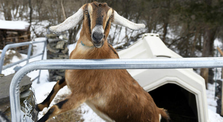 Lincoln, a 3-year-old Nubian goat, is poised to become the first honorary pet mayor of the small Vermont town of Fair Haven. Lincoln, a 3-year-old Nubian goat, is poised to become the first honorary pet mayor of the small Vermont town of Fair Haven.