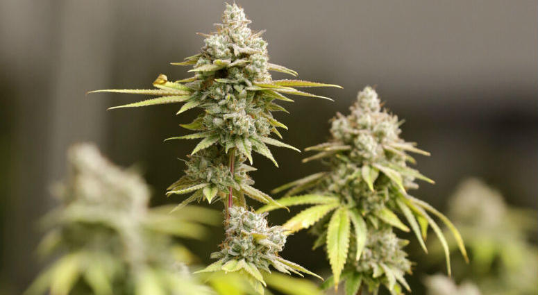 FILE - This Monday, Jan. 28, 2019 file photo shows marijuana buds ready for harvest in Akron, Ohio. A study shows marijuana is sending more people to the emergency room in one large Denver hospital.