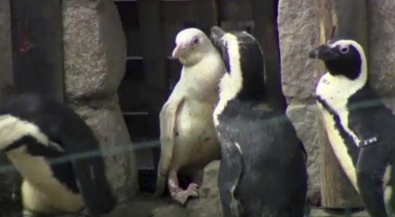 In this image made from video, an albino penguin is seen along in its enclosure in Gdansk zoo, Gdansk, Poland, Friday, March 22, 2019. In this image made from video, an albino penguin is seen along in its enclosure in Gdansk zoo, Gdansk, Poland, Friday, March 22, 2019.