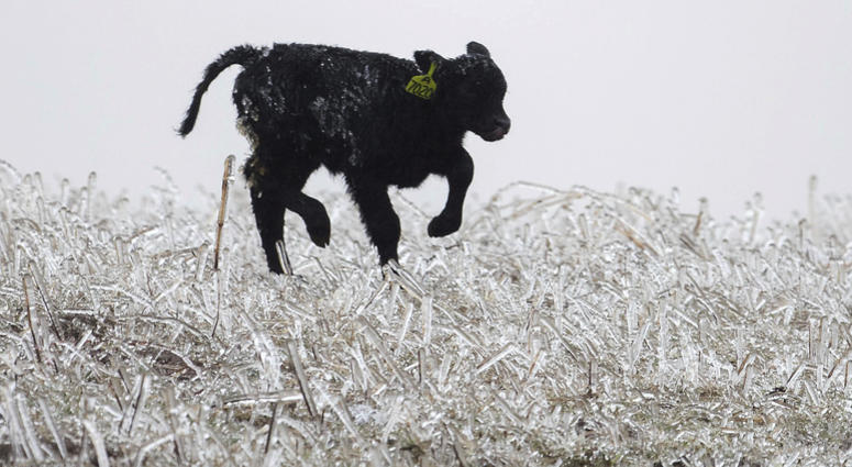 A calf runs through an ice field on a ranch outside of Kilgore, Neb. on Wednesday, April 10, 2019 while a bomb cyclone storm brings heavy snow and strong winds to several Rockies and Plains states. A calf runs through an ice field on a ranch outside of Kilgore, Neb. on Wednesday, April 10, 2019 while a bomb cyclone storm brings heavy snow and strong winds to several Rockies and Plains states.